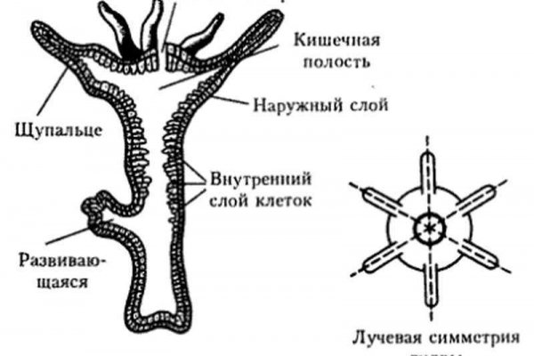 Кракен ссылка орион